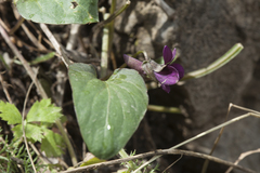 Viola alaica