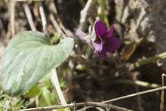 Viola alaica