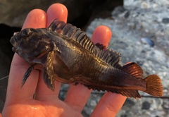 Hypsoblennius gilberti