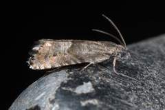 Sereda tautana