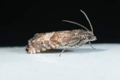 Sereda tautana