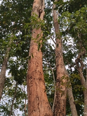 Radermachera microcalyx