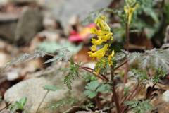 Corydalis pallida tenuis