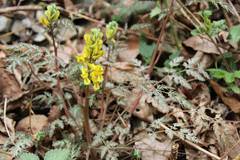Corydalis pallida tenuis