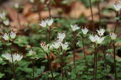 Chrysosplenium album stamineum