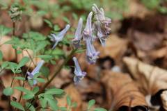 Corydalis lineariloba