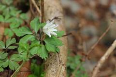 Anemonoides raddeana