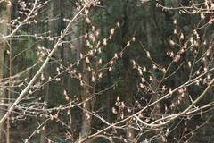 Euptelea polyandra