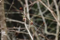 Euptelea polyandra
