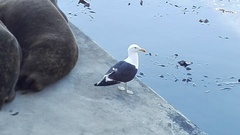 Larus dominicanus