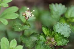 Nanocnide japonica