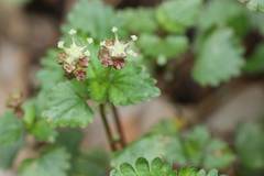 Nanocnide japonica