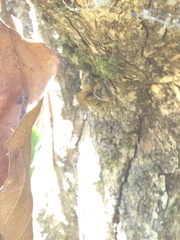 Xylocopa subvirescens