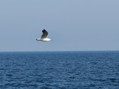 Larus crassirostris