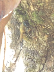 Xylocopa subvirescens