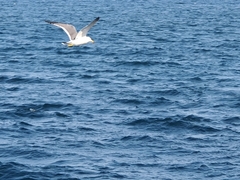 Larus crassirostris