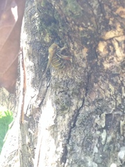 Xylocopa subvirescens