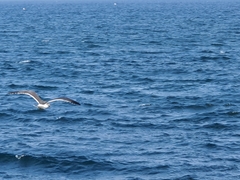 Larus crassirostris