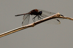 Erythemis