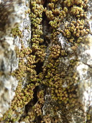 Zygodon viridissimus