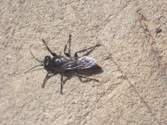 Tachysphex nigerrimus