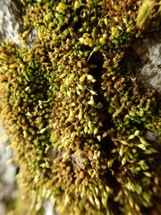 Zygodon viridissimus