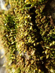 Zygodon viridissimus