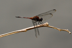 Erythemis