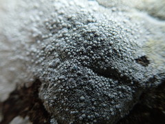 Lecanora rupicola