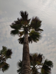 Borassus flabellifer