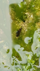 Amphipoda