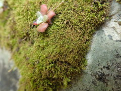 Philonotis capillaris