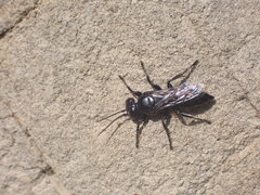 Tachysphex nigerrimus