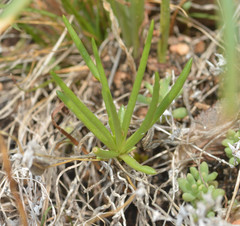 Phemeranthus parviflorus
