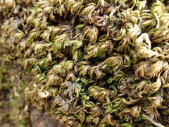 Pseudisothecium cristatum