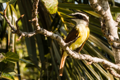 Pitangus sulphuratus