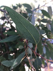 Eucalyptus rudis