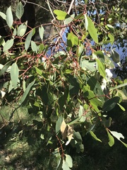Eucalyptus rudis