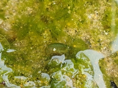Amphipoda