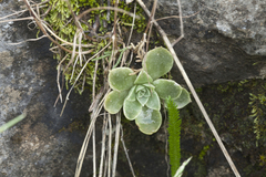 Rosularia glabra