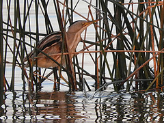 Ixobrychus involucris