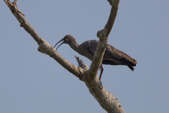 Theristicus caerulescens