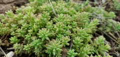 Sedum nuttallii