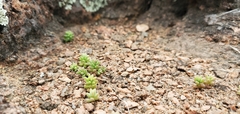 Sedum nuttallii