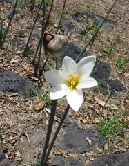 Zephyranthes alba