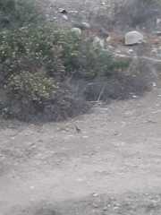 Callipepla californica