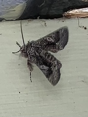 Behrensia conchiformis