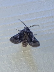 Behrensia conchiformis