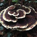 Dyer's Polypore - Photo (c) Alex Jones, some rights reserved (CC BY-NC), uploaded by Alex Jones