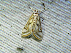 Parapoynx badiusalis